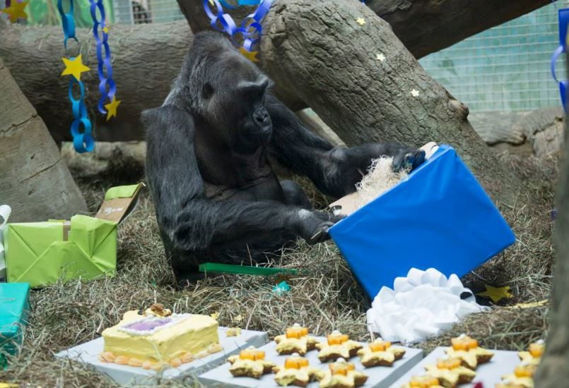 Le Plus Vieux Gorille En Captivite Fete Ses 60 Ans Aux Etats Unis Atlantico Fr Le Plus Vieux Gorille En Captivite Fete Ses 60 Ans Aux Etats Unis Atlantico Fr