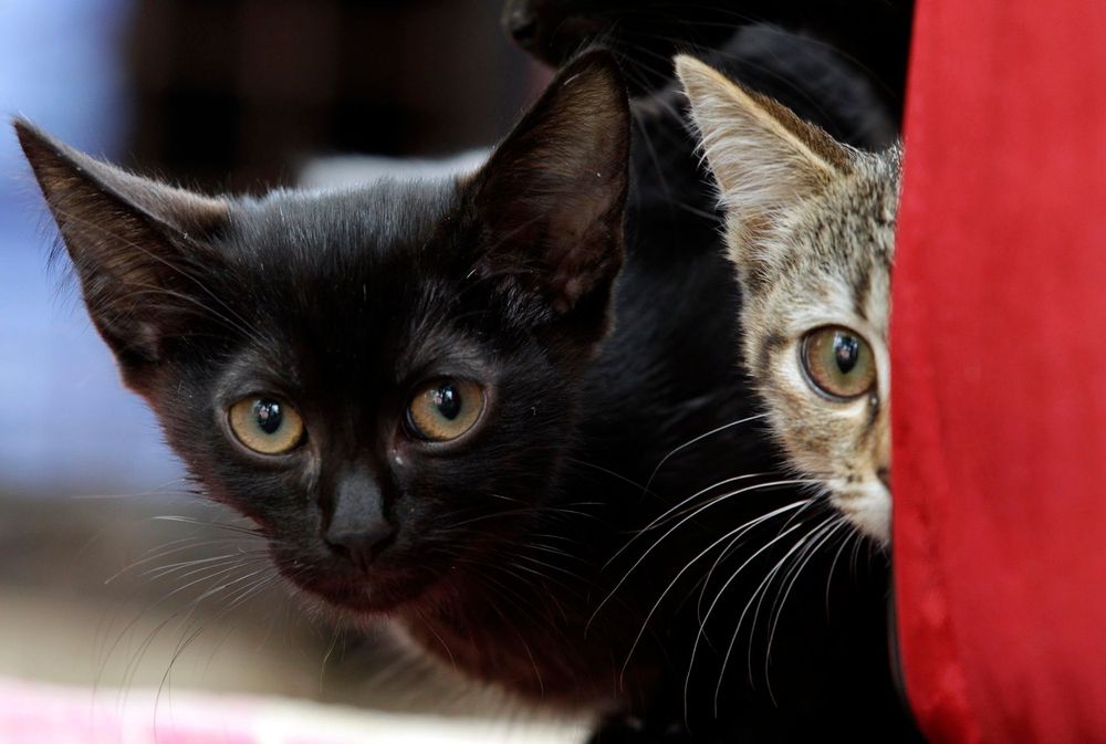 Felicette Le Premier Chat Envoye Dans L Espace A T Il Survecu A L Experience Atlantico Fr