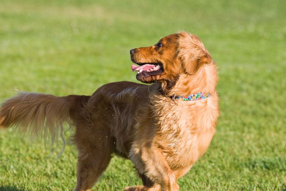 Et la chose à laquelle ne sert absolument pas la queue des chiens est...