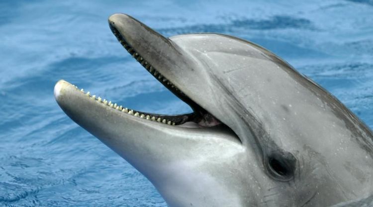 Naissance De 2 Bebes Dauphins Au Parc Asterix Atlantico Fr