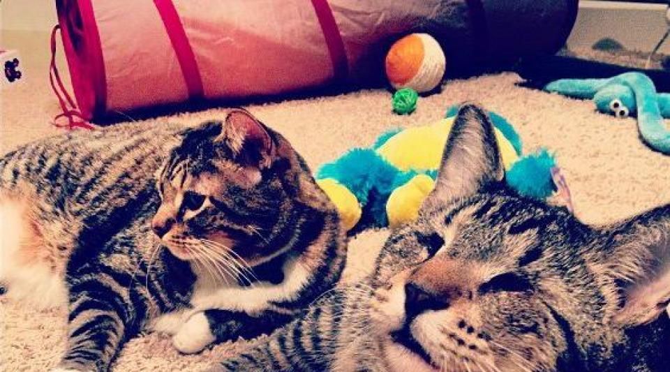 Mot Cle Whiskas Atlantico Fr