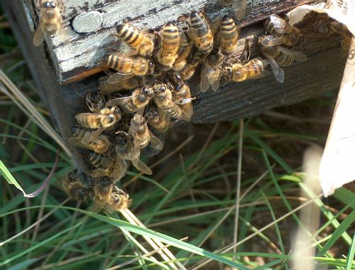 Pourquoi L Abeille Repond A Toutes Les Questions Que Se Pose L Homme Atlantico Fr